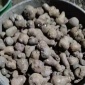 魔芋種子